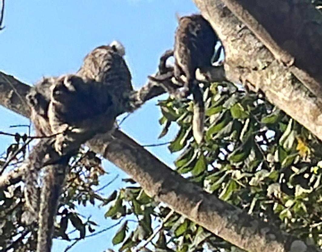 Você não deve alimentar os saguis - Fauna News