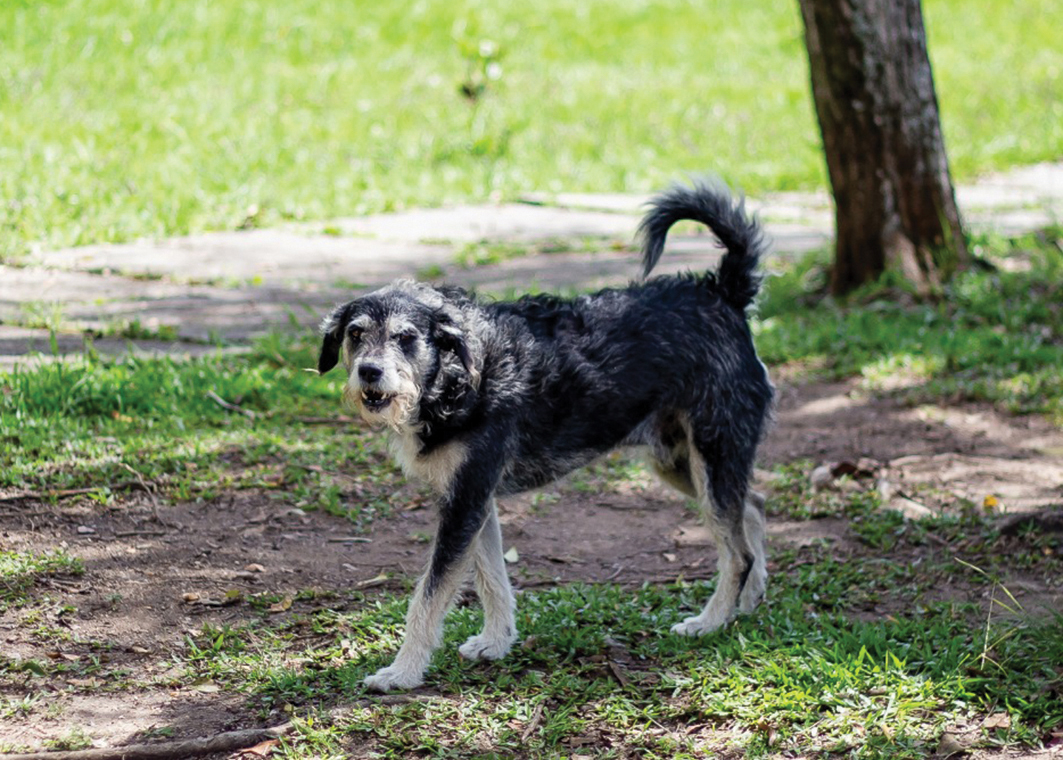 Seninha  – animal que fez parte do Projeto Adote UFPR – idoso, olha desconfiado para a câmera, pronto para latir e defender seu território. Créditos: Superintendência de Comunicação e Marketing/UFPR 