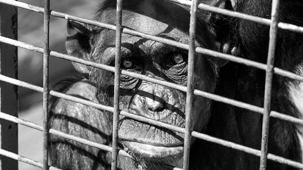 Chimpanzé triste em gaiola. Créditos: Manuel M Almeida 