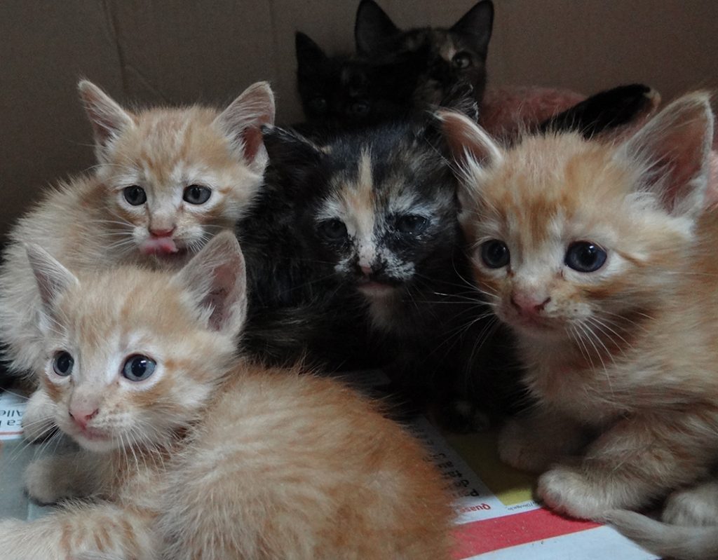 Esporotricose em gatos tem cura e posse responsável é chave para prevenção