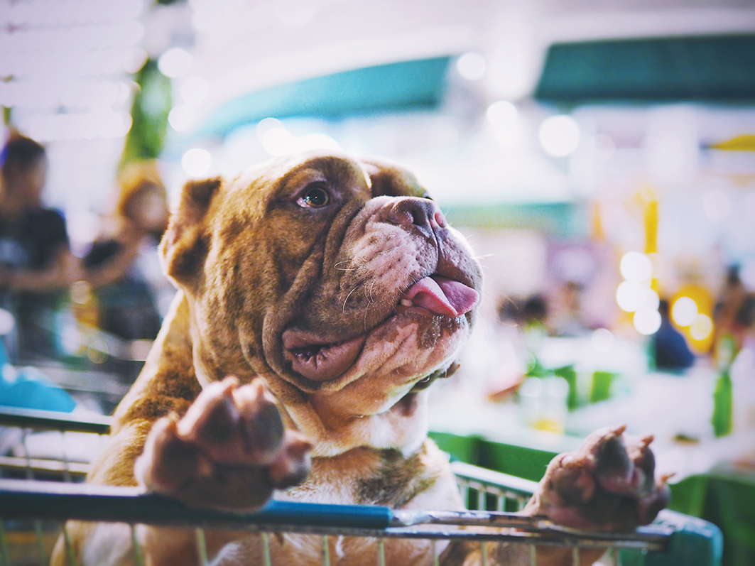 Buldogue em carrinho de supermercado. Créditos: Meng Chatchai 