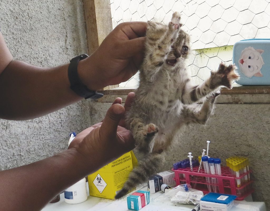 A socialização de gatos  Importância e fases do processo