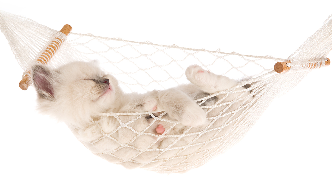 Sleeping Ragdoll kitten in white hammock on white background Linn Currie