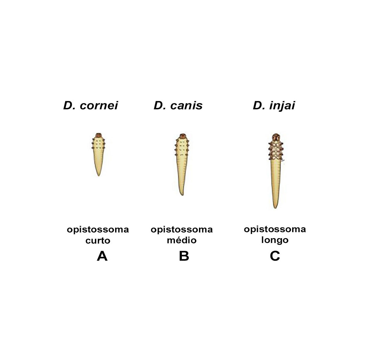 Três espécies morfologicamente distintas do ácaro Demodex spp.: A) D. cornei, B) D. canis (B) e C) D. injai. Créditos: Gabriela Rezende 