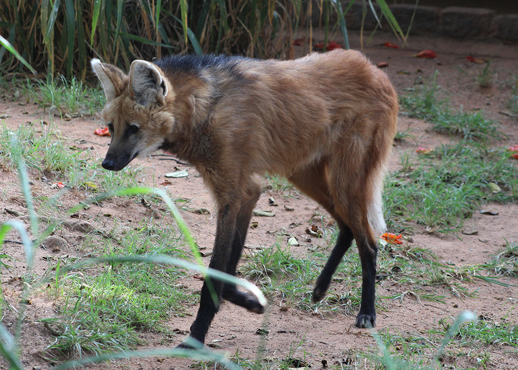 Lobo-guará (Chrysocyon brachyurus) no Zoológico de Sorocaba. Créditos: Bernardo José Sader Teixeira 