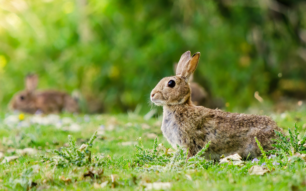 Coelho europeu (Oryctolagus cuniculus) silvestre. Créditos: Edgar Rene Ruiz Lopez 