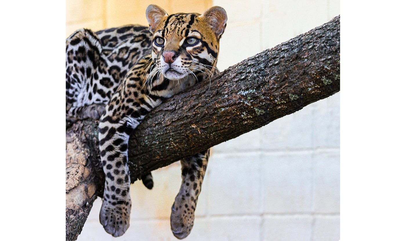 Jaguatirica macho. Créditos: Bernardo José Sader Teixeira 