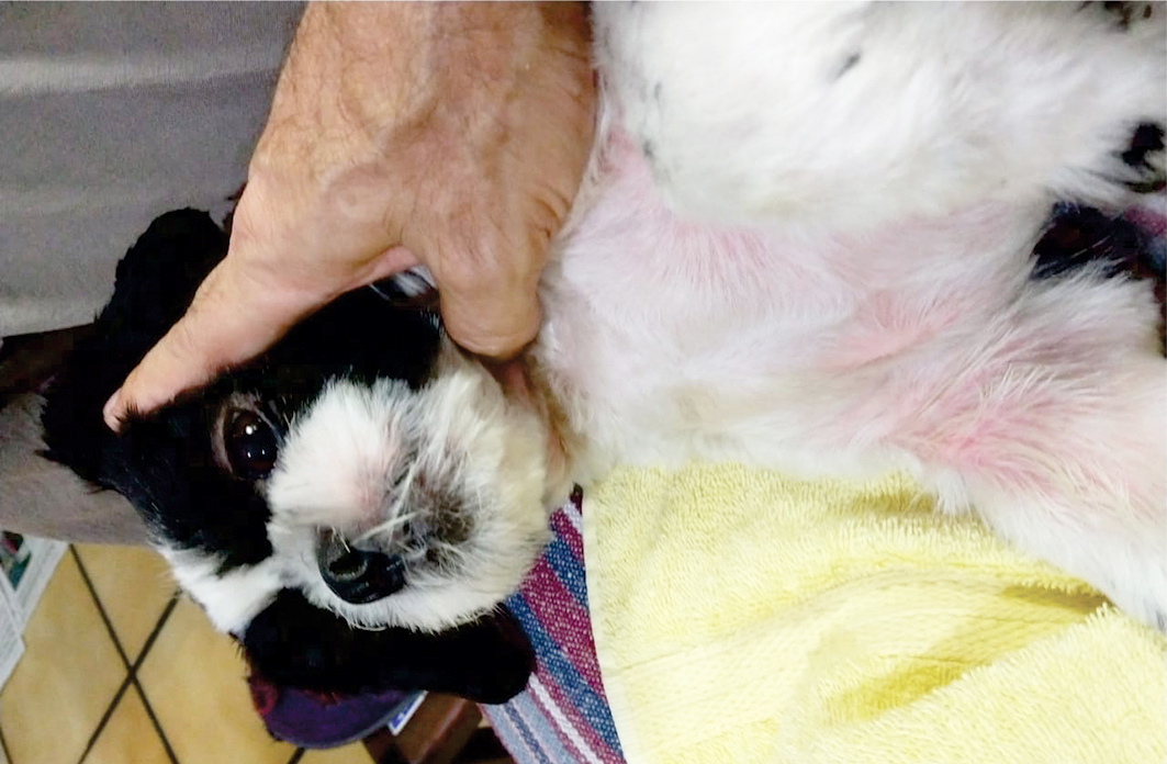 Cão  raça shih-tzu de quatro anos com hiperemia, seborreia e descamação. Créditos: José Mário Ponce Maia 