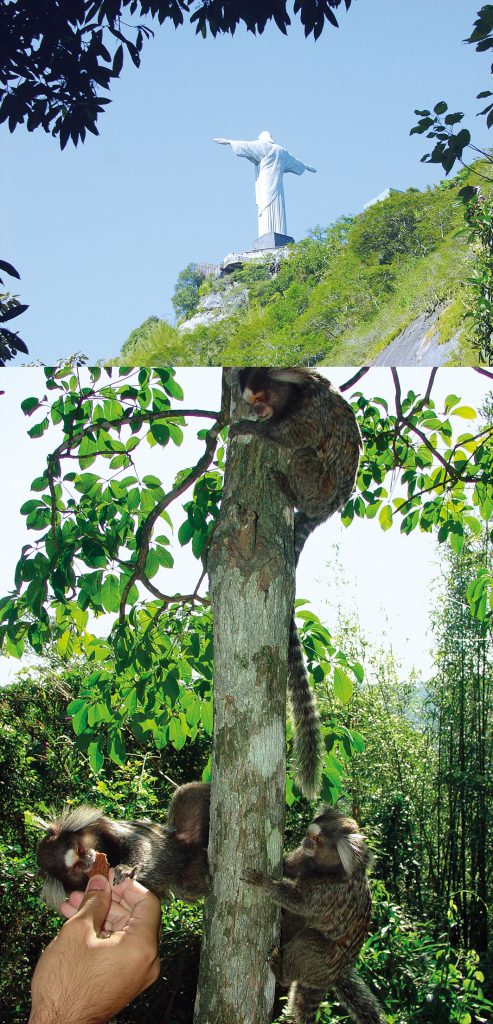 Macaco sagui é capturado com suspeita de raiva no Ceará