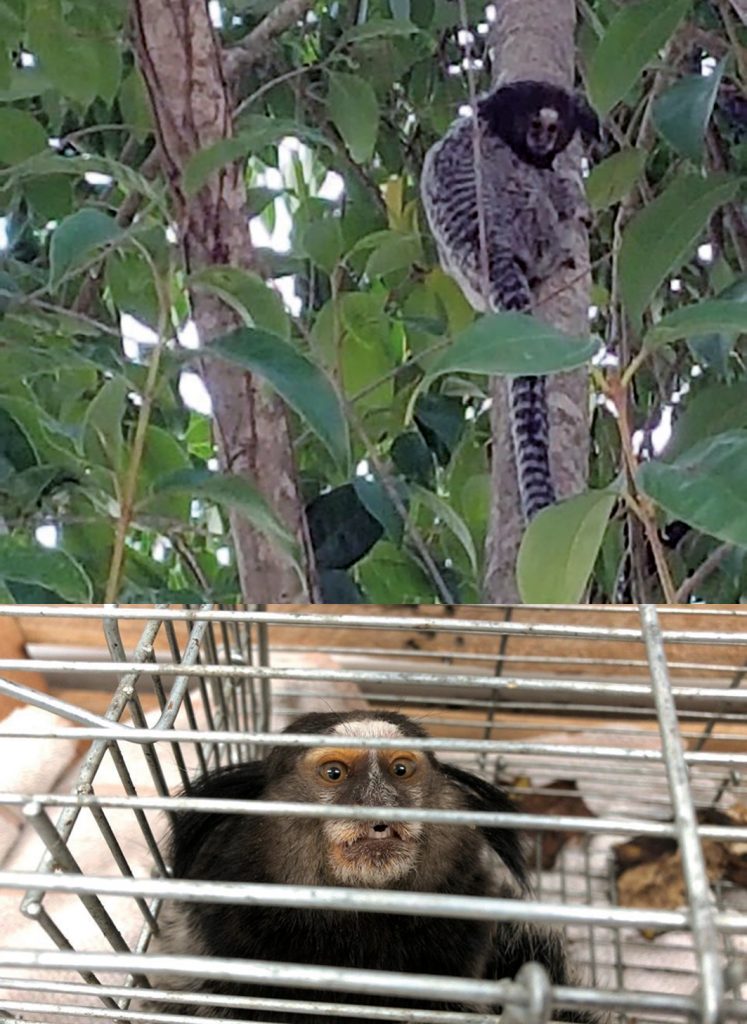 Macaco sagui é capturado com suspeita de raiva no Ceará