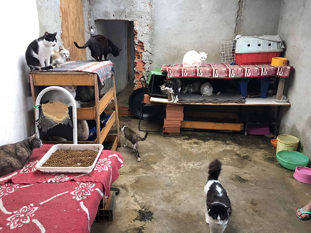 Gatos em situação de acumulação, mantidos em cômodo com móveis improvisados formando prateleiras, recobertas com pano. Disponibilidade de potes limpos com alimentos e água. Créditos: Paula Andrea de Santis Bastos 