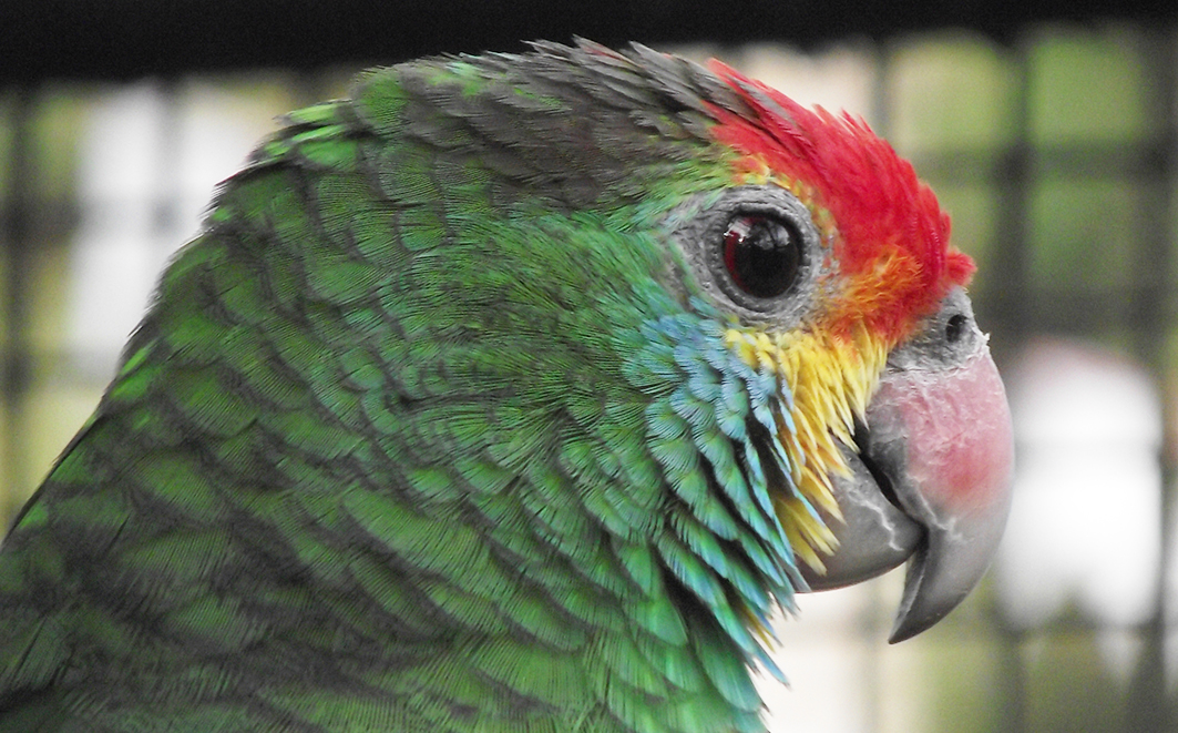 Papagaio chauá (Amazona rodochoryta). Créditos: Marcelo Silva Gomes / Adriana Labate  