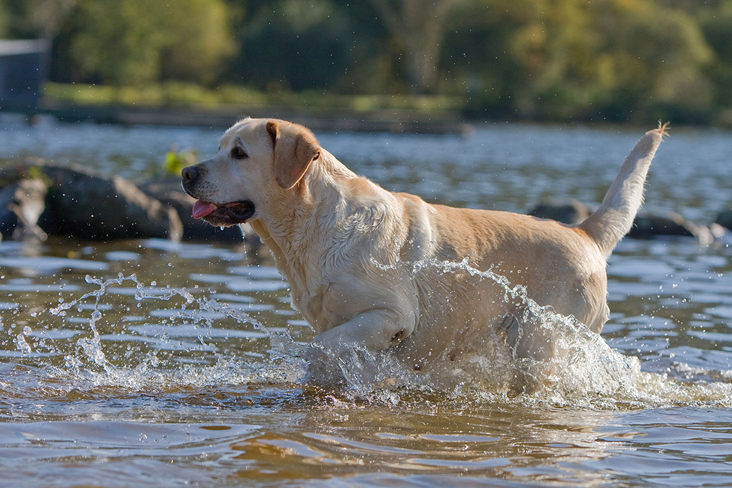 Divulgação Royal Canin 