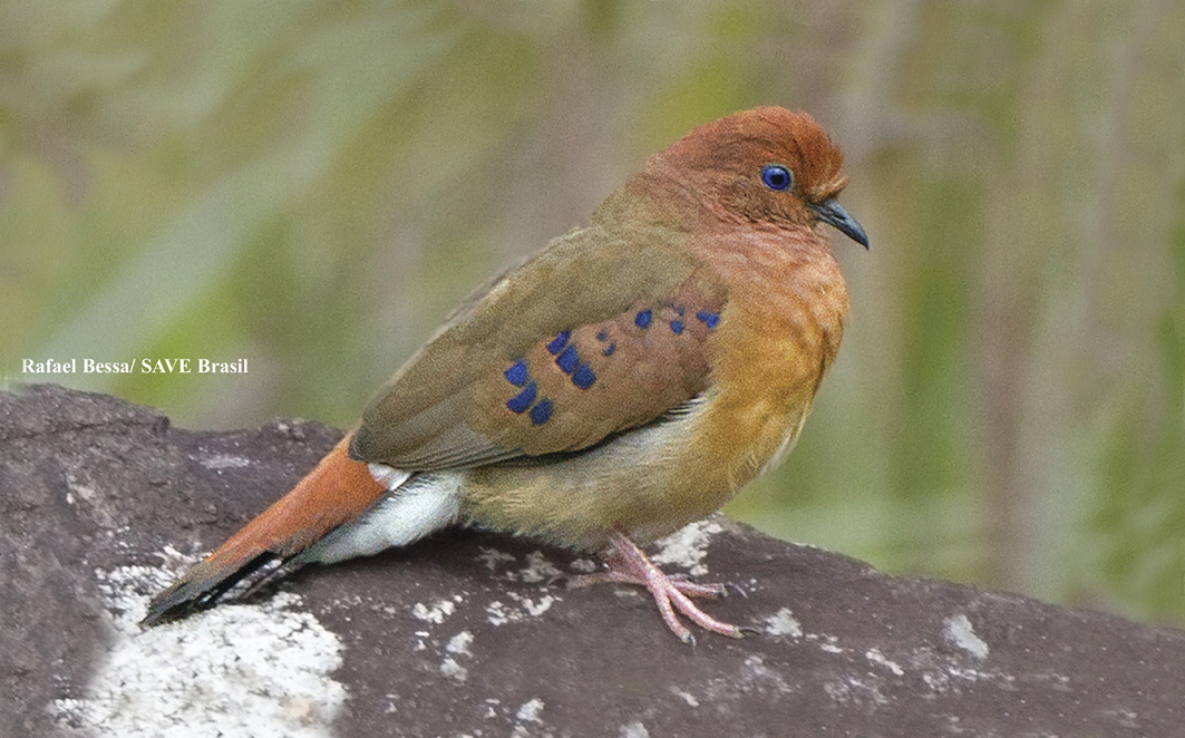 Pesquisadores estudam plano de
conservação para a rolinha-do-planalto (Columbina cyanopis), espécie criticamente ameaçada
de extinção. Créditos: Rafael Bessa / SAVE Brasil
