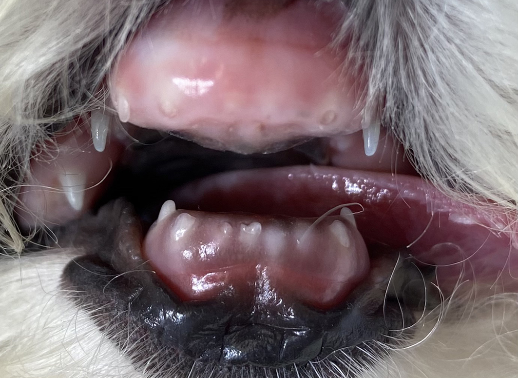 Créditos: Vanessa G. G. Carvalho/Smile4pets