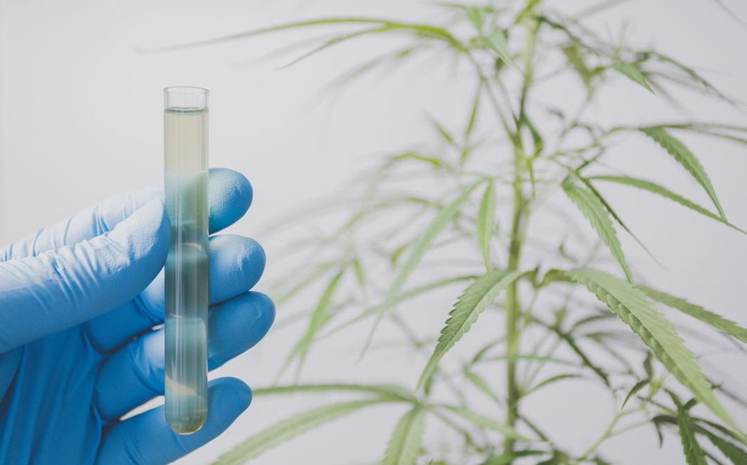 A pesquisa científica na medicina veterinária precisa ser ampliada no uso de produtos de cannabis. Créditos: Canva/SBPPC