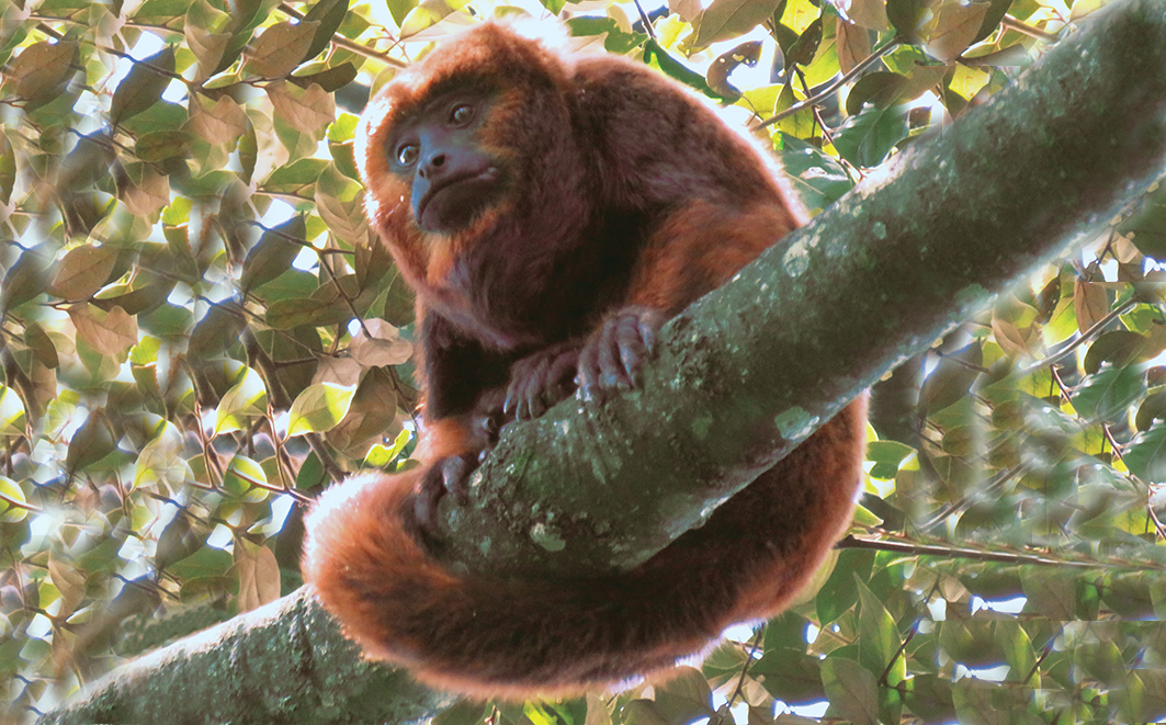 Bugio (Alouatta spp). Créditos: Marcio Port-Carvalho 