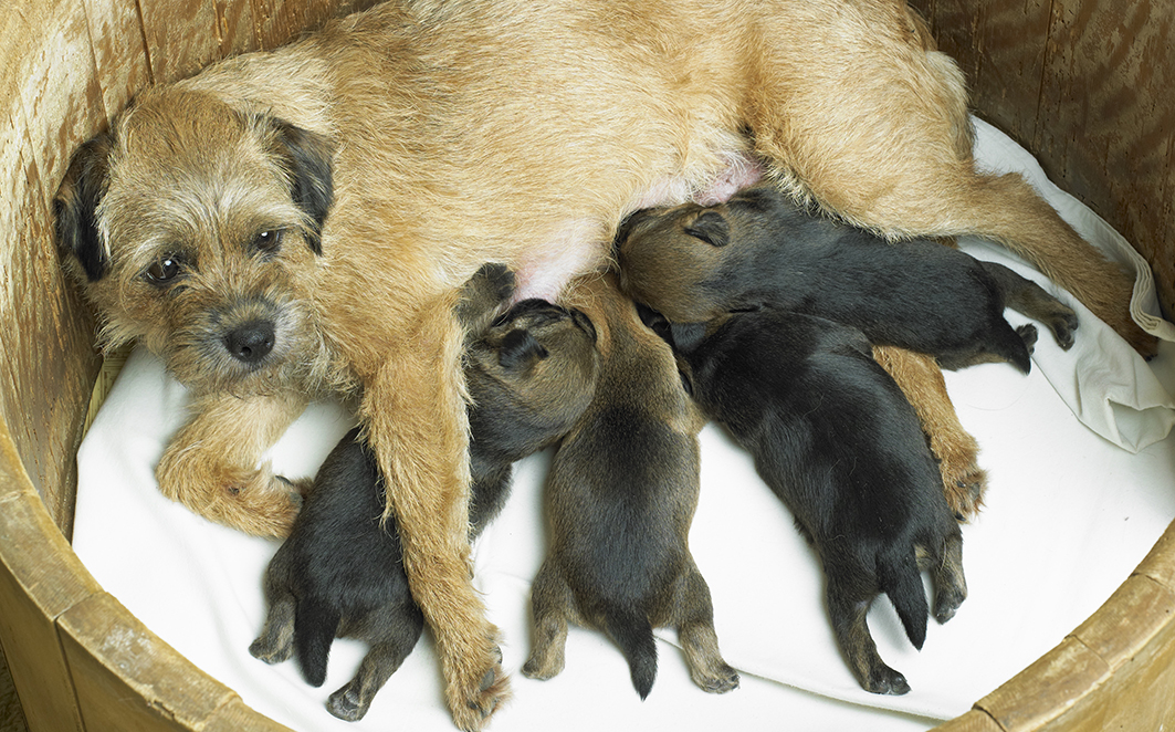 Créditos: Richard-Semik