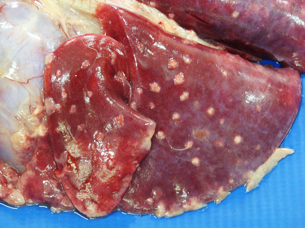 Pulmão de gato com piogranulomas aderidos. Créditos: Marcelo de Souza Zanutto (2024) 