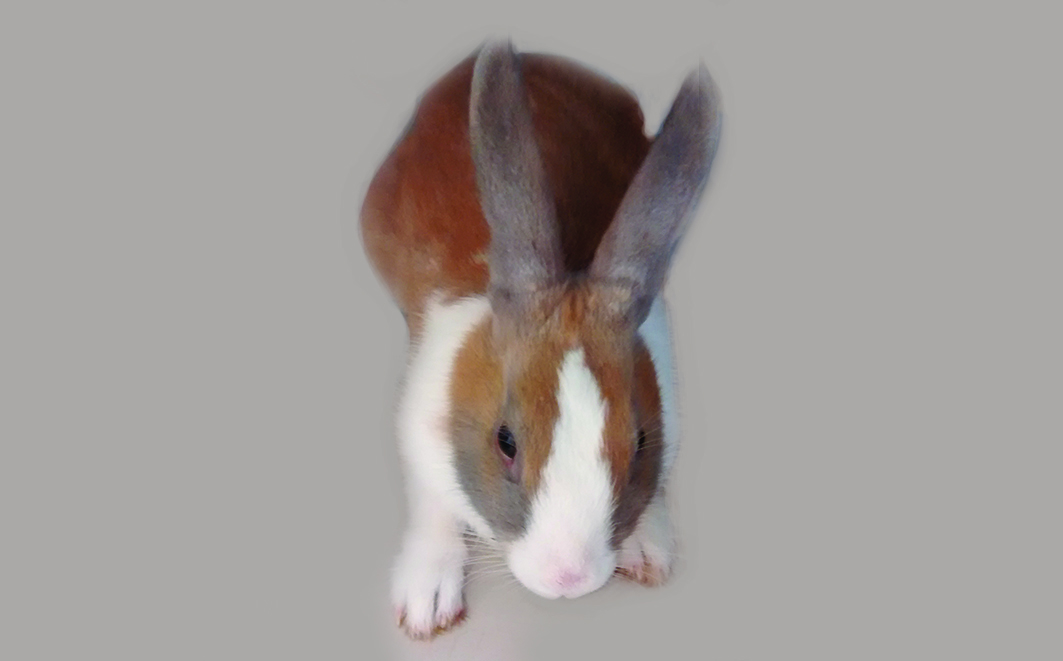 Coelha da raça anão-holandês. Créditos: Bruna Muniz S. Hernandes 