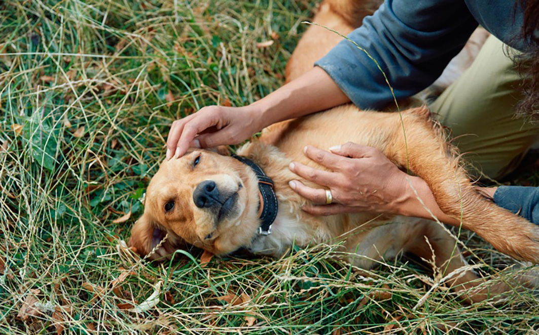 Divulgação Boehringer Ingelheim 