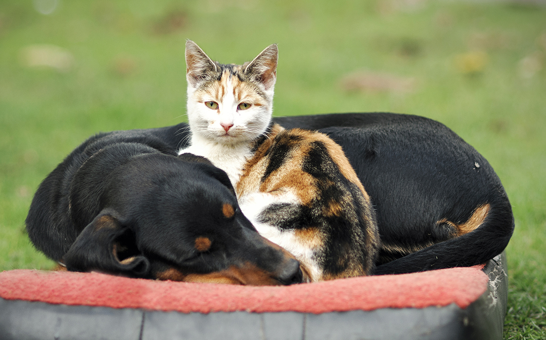 Créditos: Tomasz Wrzesien 