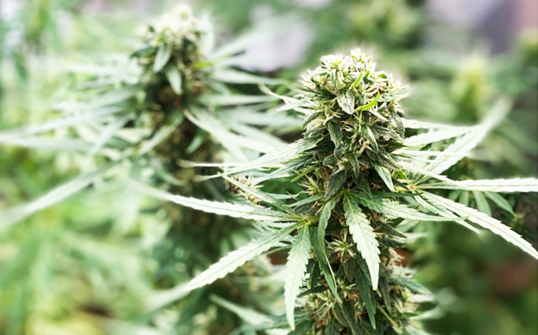 Florescência de Cannabis sativa L. de onde são extraído compostos para uso terapêutico. Créditos: Caroline Campagnone / Plantando Conhecimento 