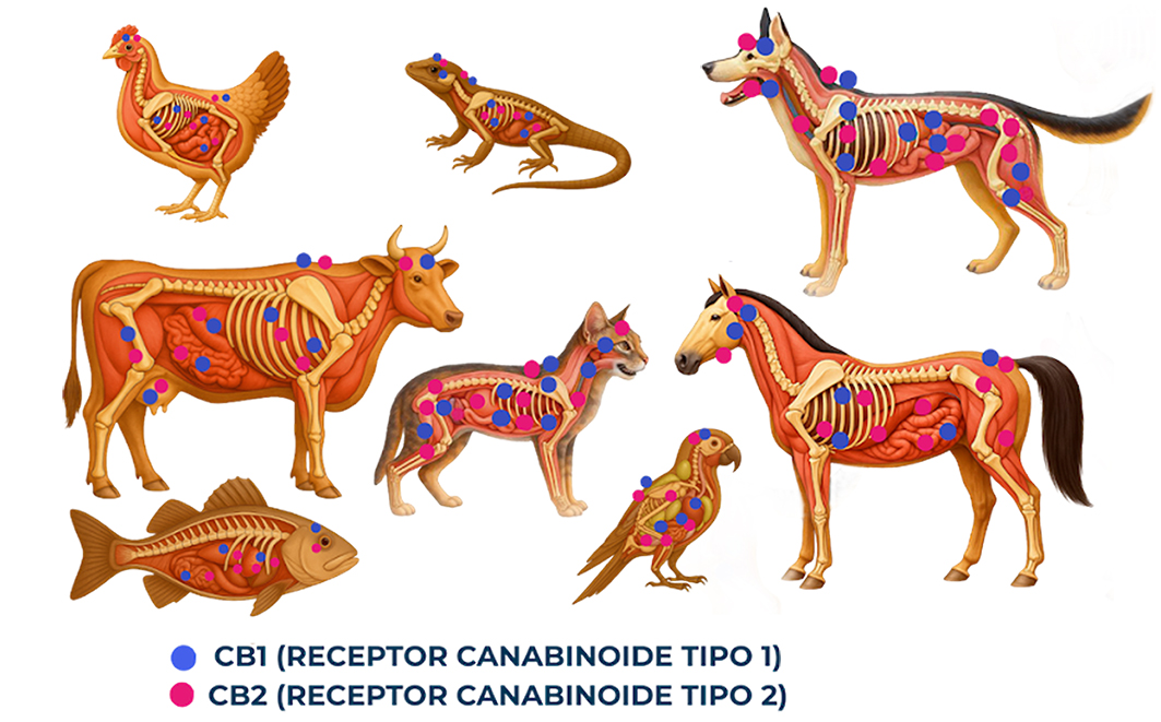 Distribuição de receptores canabinoides em diferentes espécies. Créditos: Caroline Campagnone / Plantando Conhecimento 