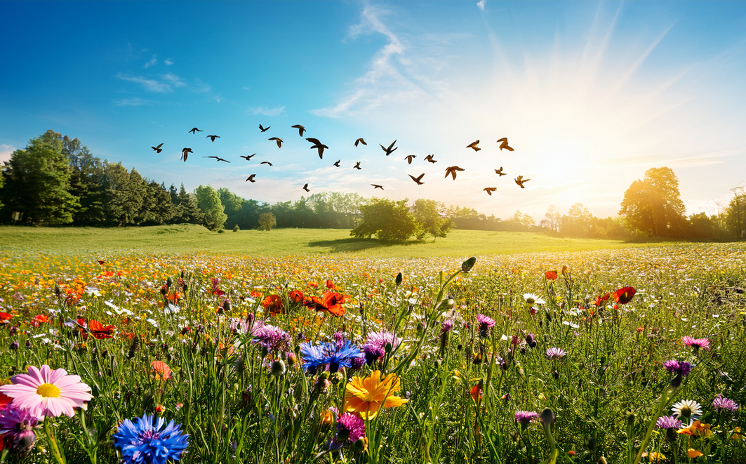 Créditos: MASF Firefly Image 3 