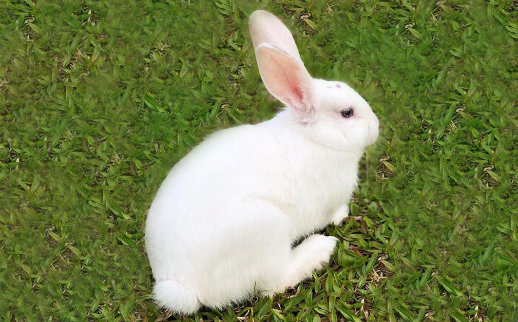 Créditos: Vicente de Paula Ataíde Junior 