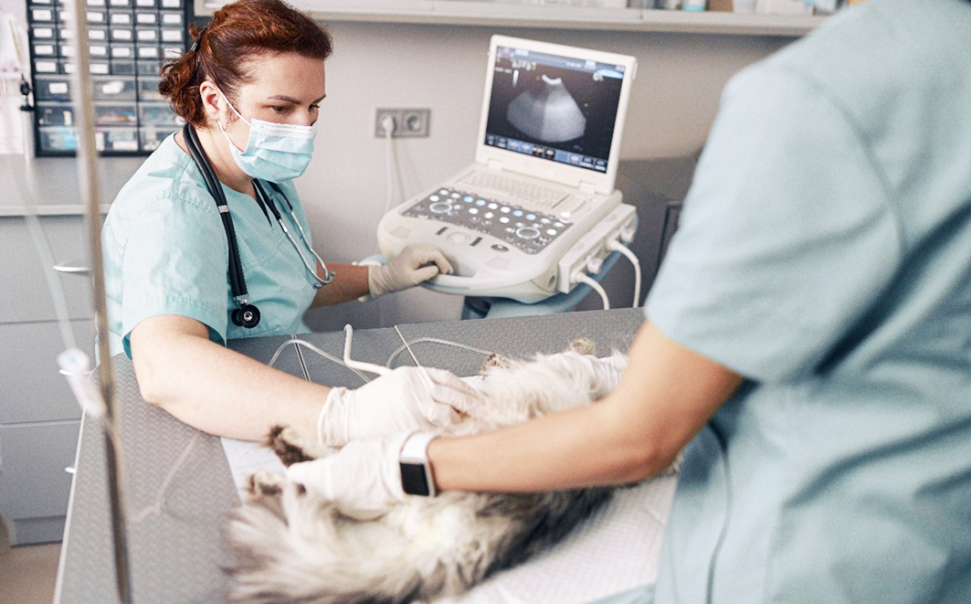 Créditos: Freepik PUCMG 