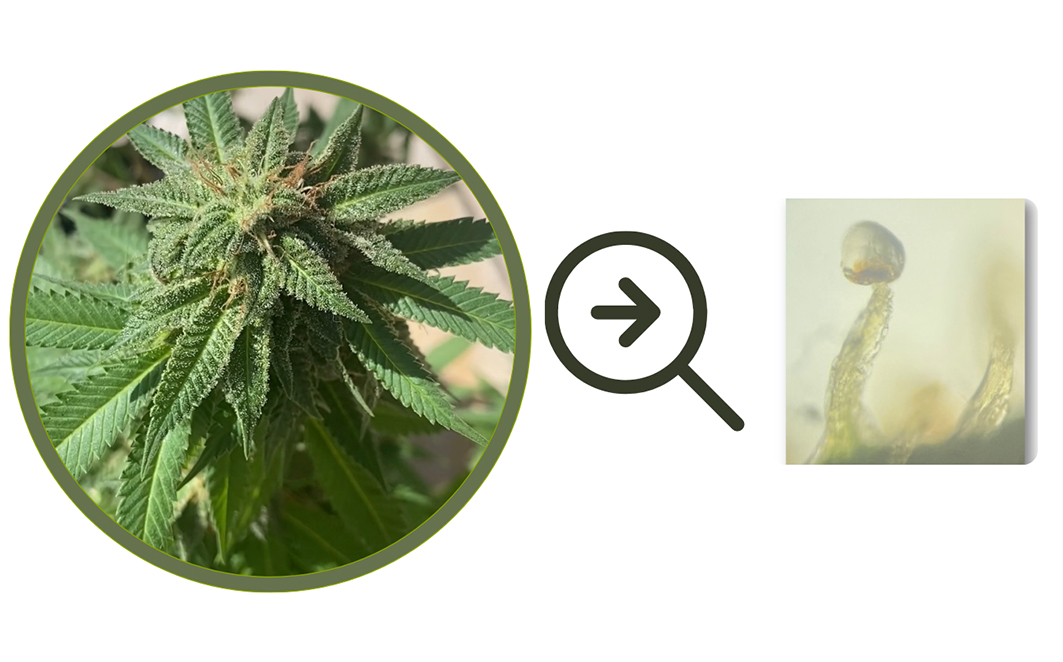 Os tricomas da Cannabis sativa L. que parecem gotículas depositadas em cima da planta, são estruturas responsáveis pela biossíntese e armazenamento de fitocanabinoides, terpenos e flavonoides. Créditos: Caroline Campagnone 