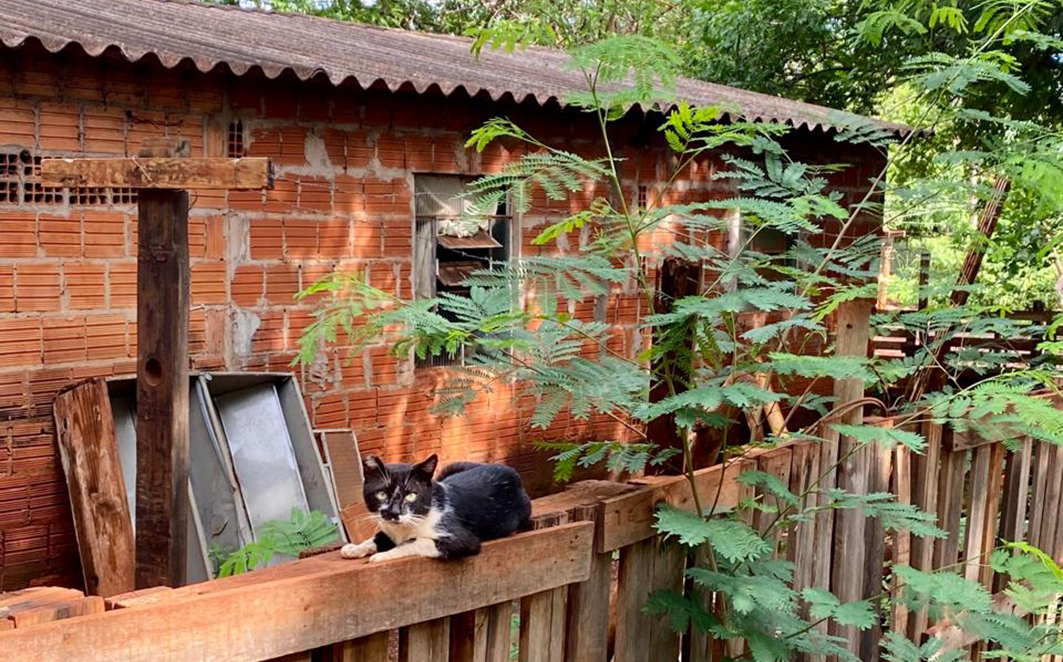 Gato semidomiciliado da aldeia urbana Xunakó Kopénoty. Créditos:  Anima 2025 