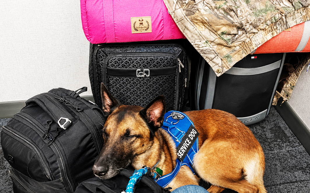 Cão de assistência psiquiátrica no Aeroporto Internacional O’Hare, Chicago, Estados Unidos. Créditos: Alexander Welker Biondo (2023) 