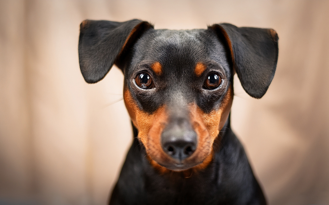Cão pinscher. 
Créditos: MASF Firefly Image 3 